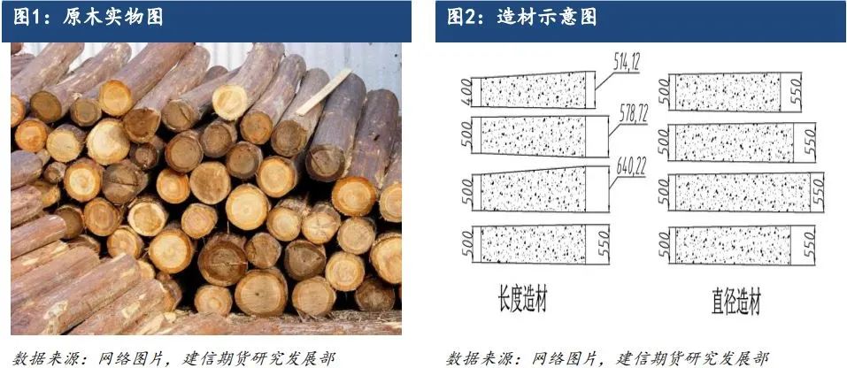 原木期货上市系列专题一：原木基础知识及产业链格局-第2张图片-新能源